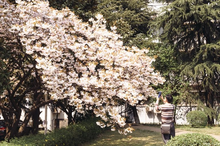 cherry blooming at znufe